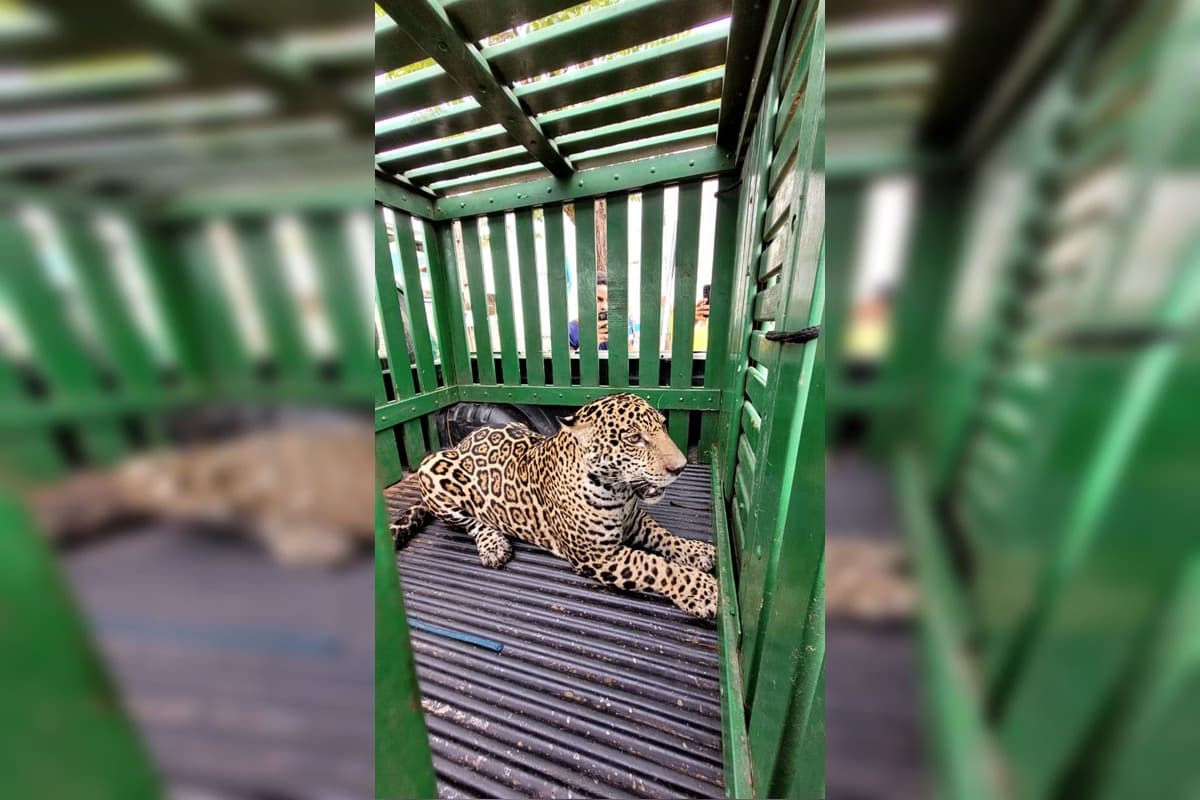 Homem fica ferido ao lutar com onça que tentou invadir creche, em Rondônia