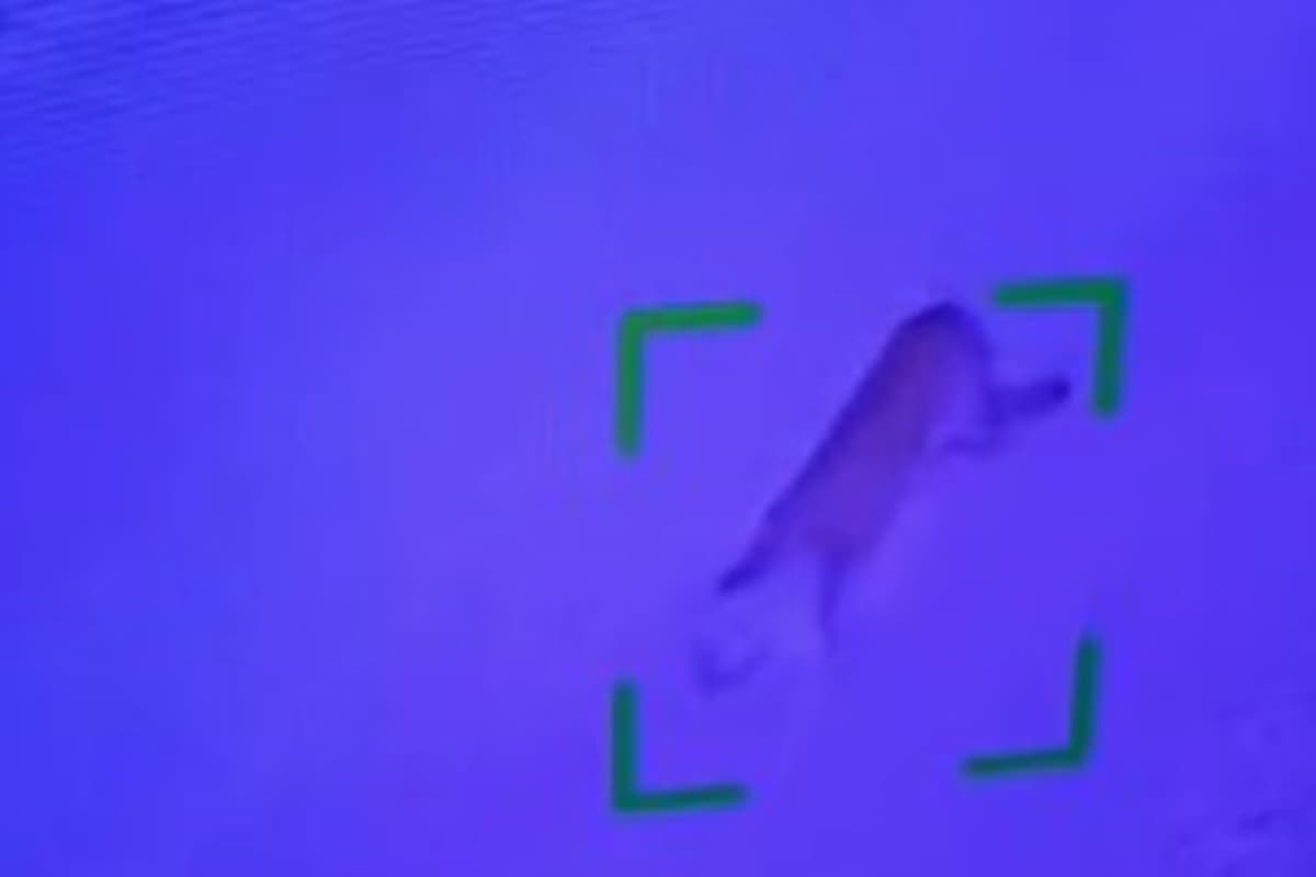 VÍDEO: Onça é flagrada passeando por condomínio e assusta moradores no DF