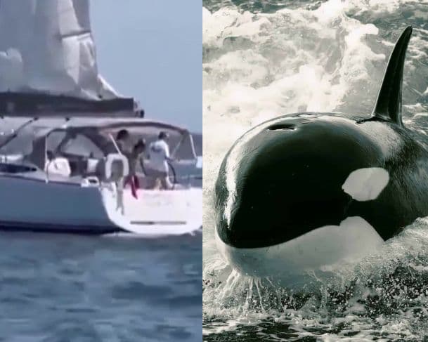 Baleias orcas afundam barco no litoral de Portugal