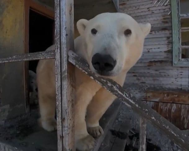 Ursos polares são vistos dentro de estação de pesquisa na Rússia