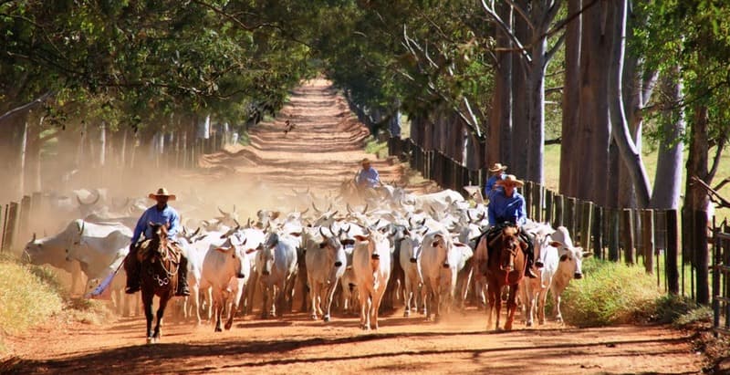 Projeto “Parceiro do Agro” quer unir municípios do AM para fortalecer o setor agropecuário