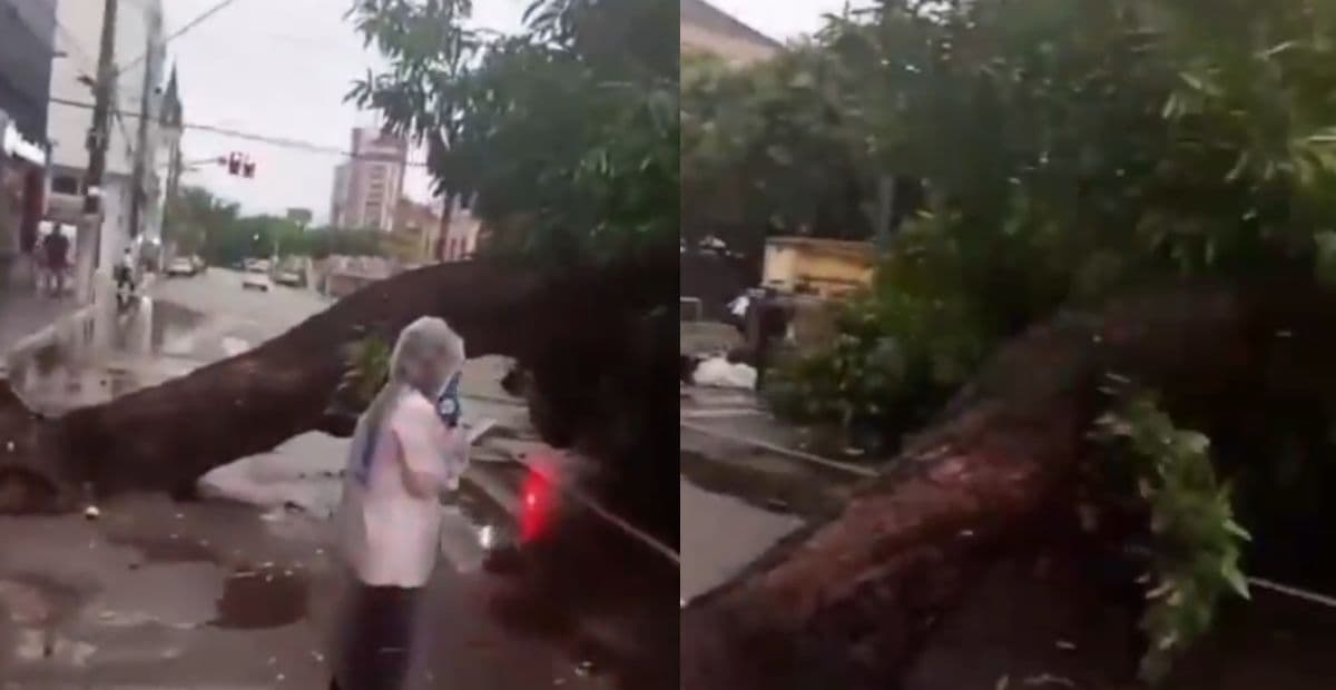 VÍDEO: Árvore cai e atinge carro no Centro de Manaus durante temporal