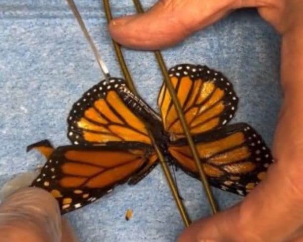 Borboleta machucada recebe transplante de asa e volta a voar