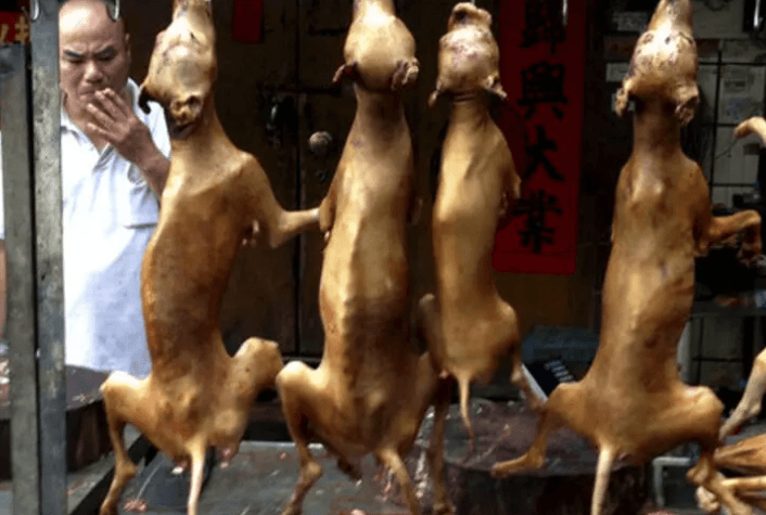 Comida que dá ‘nojinho’: usos e costumes culturais marcam a forma como nos alimentamos