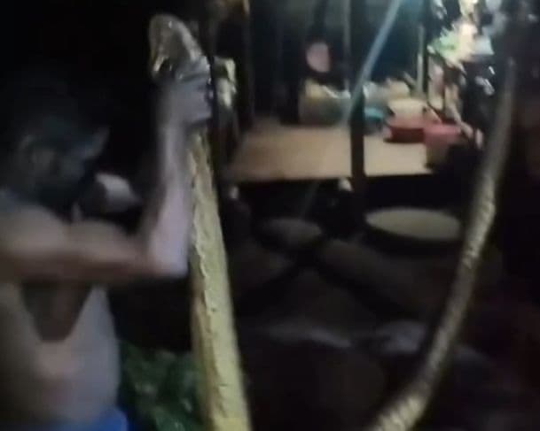 Imagens fortes: sucuri gigante mata homem em comunidade indígena