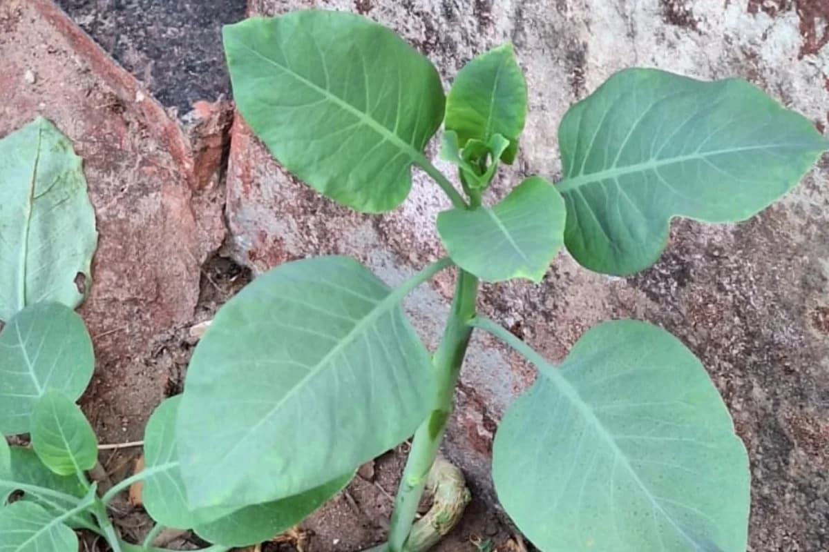 Caso da “falsa couve”: mulher internada após consumir planta tóxica tem lesão cerebral