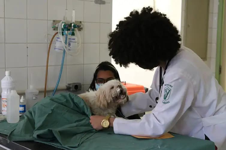 Projeto propõe inclusão de médico-veterinário nas equipes de saúde de Manaus
