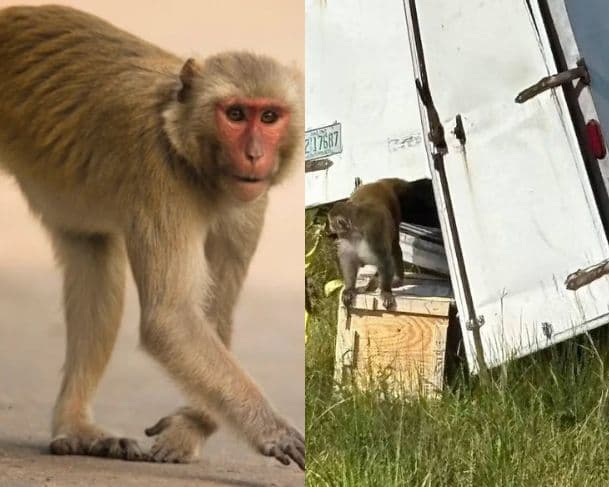 Macacos infectados escapam de laboratório após acidente nos EUA
