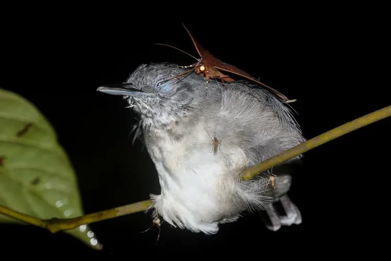 Surpreendente! Mariposa é flagrada “bebendo” lágrimas de pássaro na Amazônia