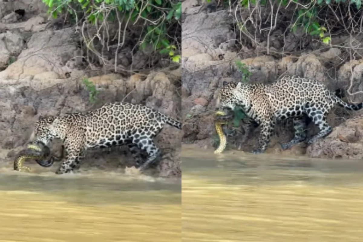 Onça é flagrada devorando uma sucuri no Pantanal