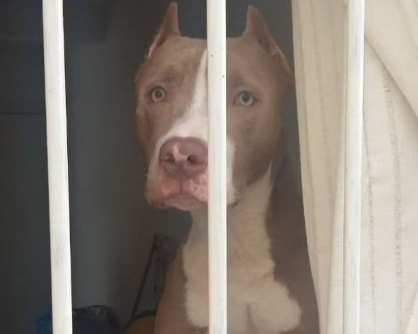 Santa Catarina restringe criação e circulação de pitbulls; entenda