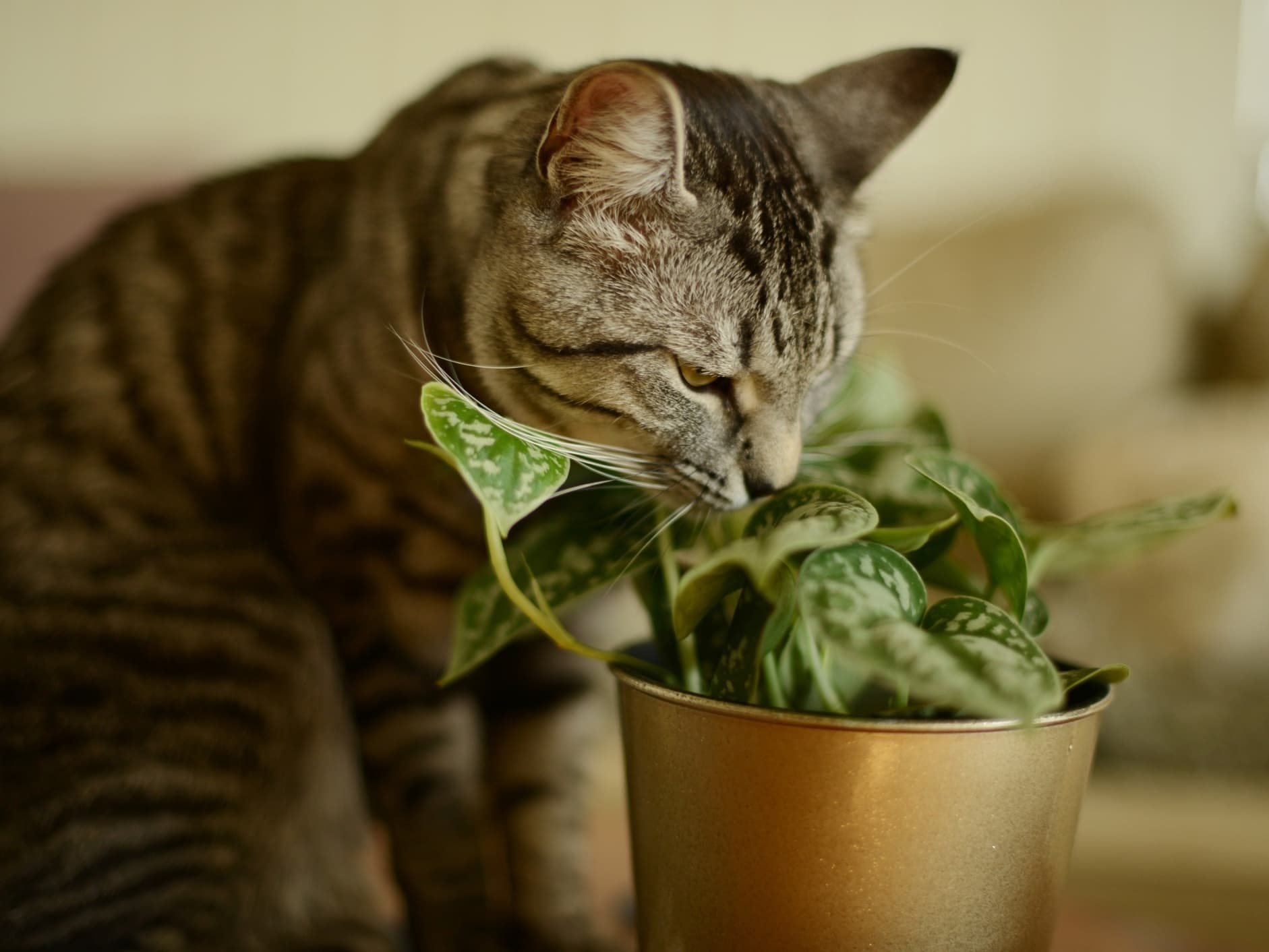 Plantas ornamentais usadas em casa podem ser fatais para cães e gatos, alerta especialista