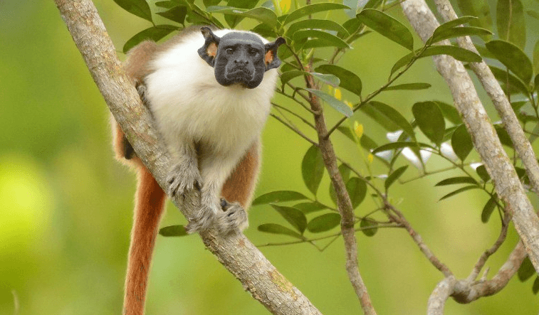 Novo estudo aponta risco real de extinção do sauim-de-coleira em Manaus