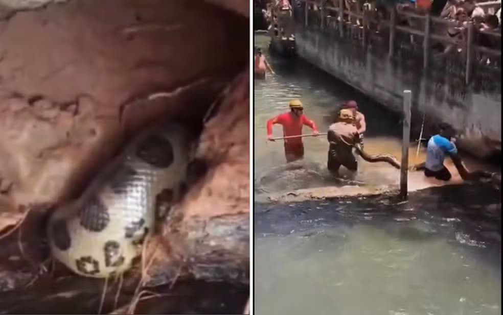 VÍDEO: Sucuri gigante é encontrada em rio de hotel no Goiás