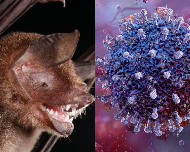Tipo inédito de coronavírus é identificado em morcegos brasileiros