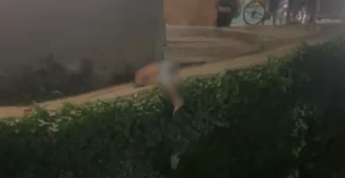 Homem é assassinado no “Suvaco da Cobra” em Manaus; vídeo