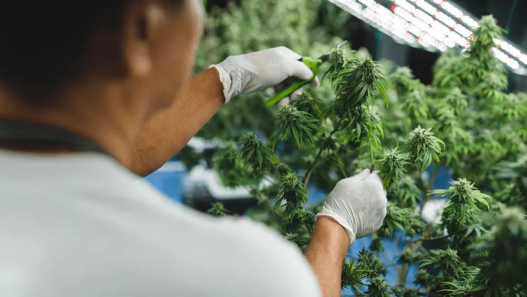 STJ prorroga prazo para regulamentação do cultivo da Cannabis medicinal no Brasil