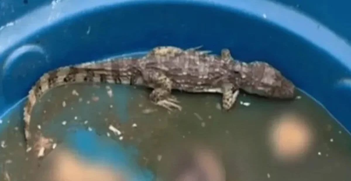 Imagens de jacaré comendo restos mortais viraliza após megaoperação no Rio de Janeiro