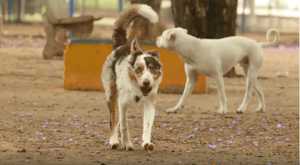 MPAM cobra da Prefeitura de Ipixuna ações para conter abandono de animais nas ruas