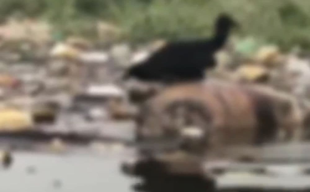 Corpo é encontrado boiando em igarapé na zona Oeste de Manaus