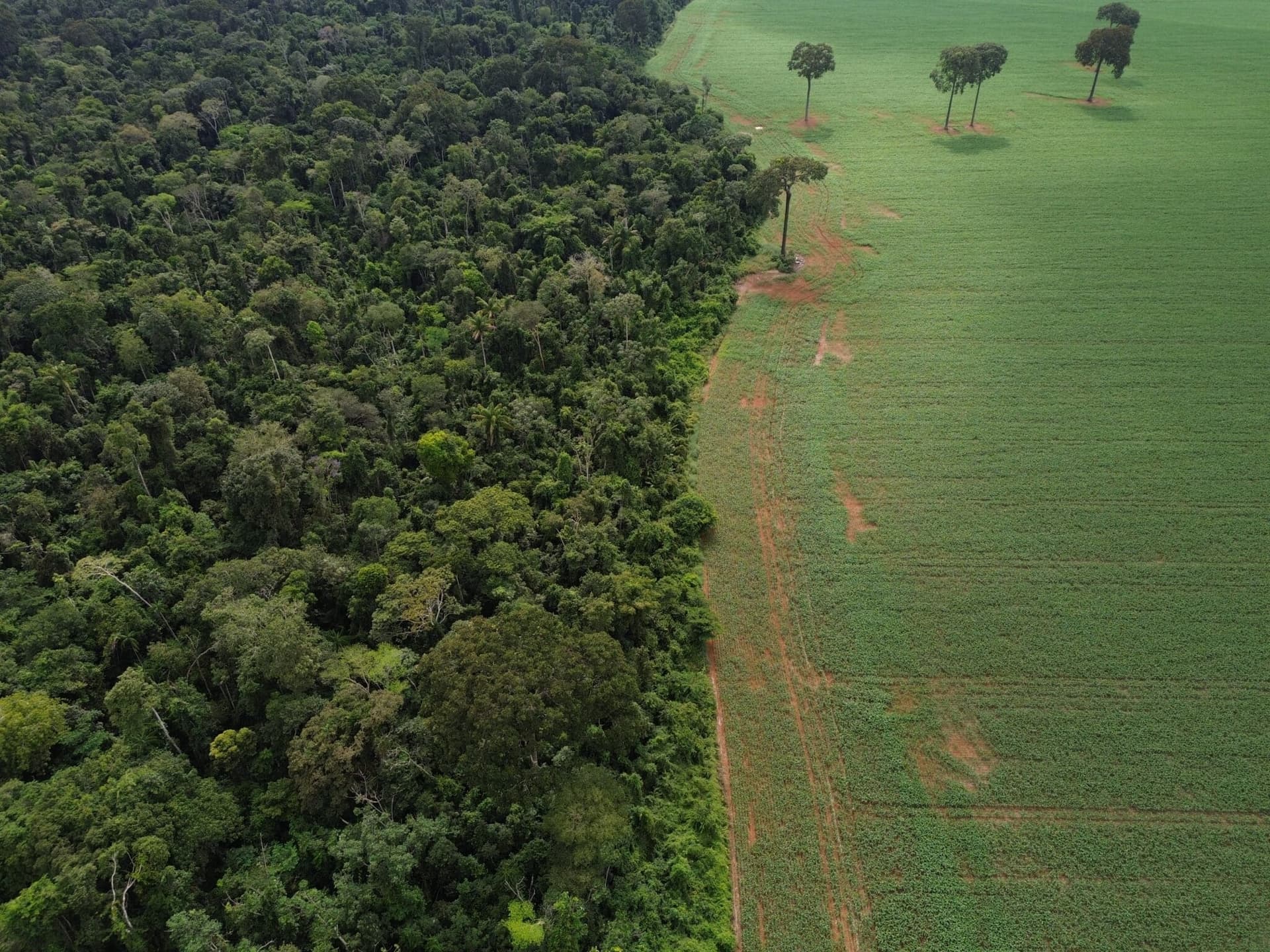Brasil reduz desmatamento na Amazônia; Cerrado segue como mais devastado