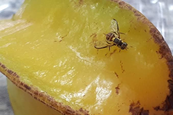 Mapa coloca Manaus e mais dois municípios do AM em quarentena por praga da mosca-da-carambola