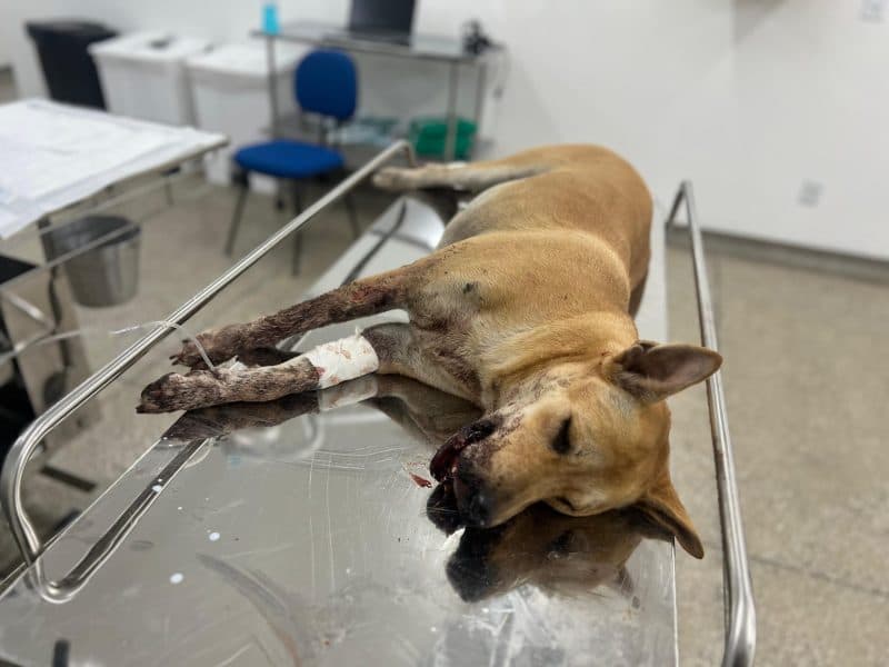Cadela ferida por ‘catolé’ no Réveillon está em estado grave e será operada após ter boca mutilada