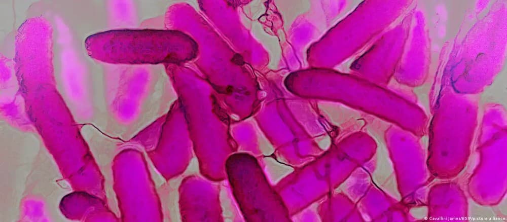 Doença rara faz intestino produzir álcool e confunde pacientes com alcoólatras