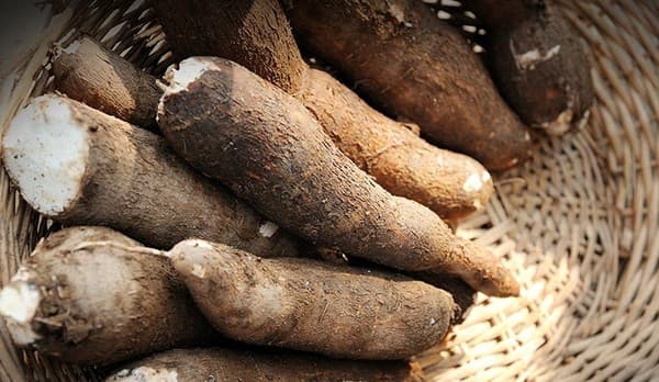 Praga da mandioca deixa agricultores de Presidente Figueiredo em alerta