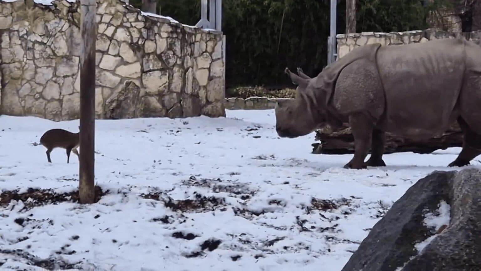 Veado enfrenta rinoceronte em zoológico da Polônia e cena viraliza nas redes