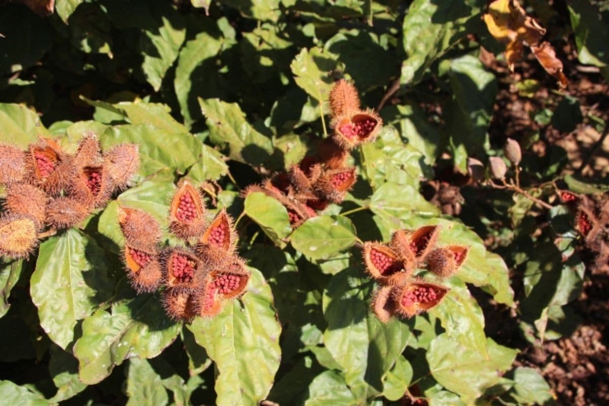 Muito além do tempero: urucum tem propriedades medicinais pouco conhecidas