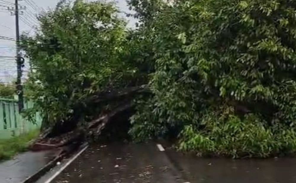 Árvore tomba durante forte chuva e bloqueia trânsito na avenida Darcy Vargas