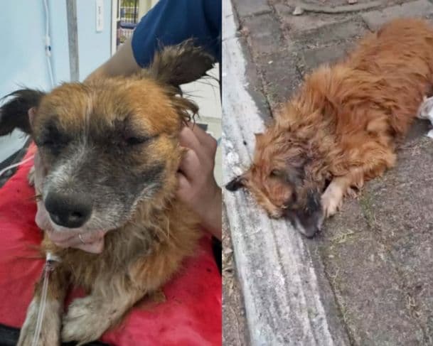 Cachorro é resgatado após ser enterrado vivo no RS
