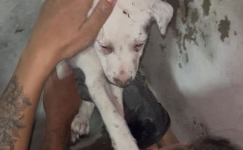 Bombeiros resgatam filhote de cachorro preso entre paredes no bairro Coroado