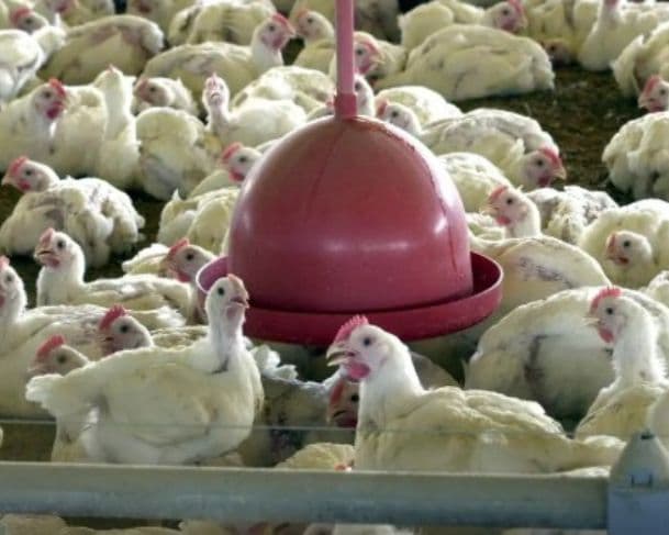 China retoma importação de frango do Rio Grande do Sul após um ano e meio de embargo