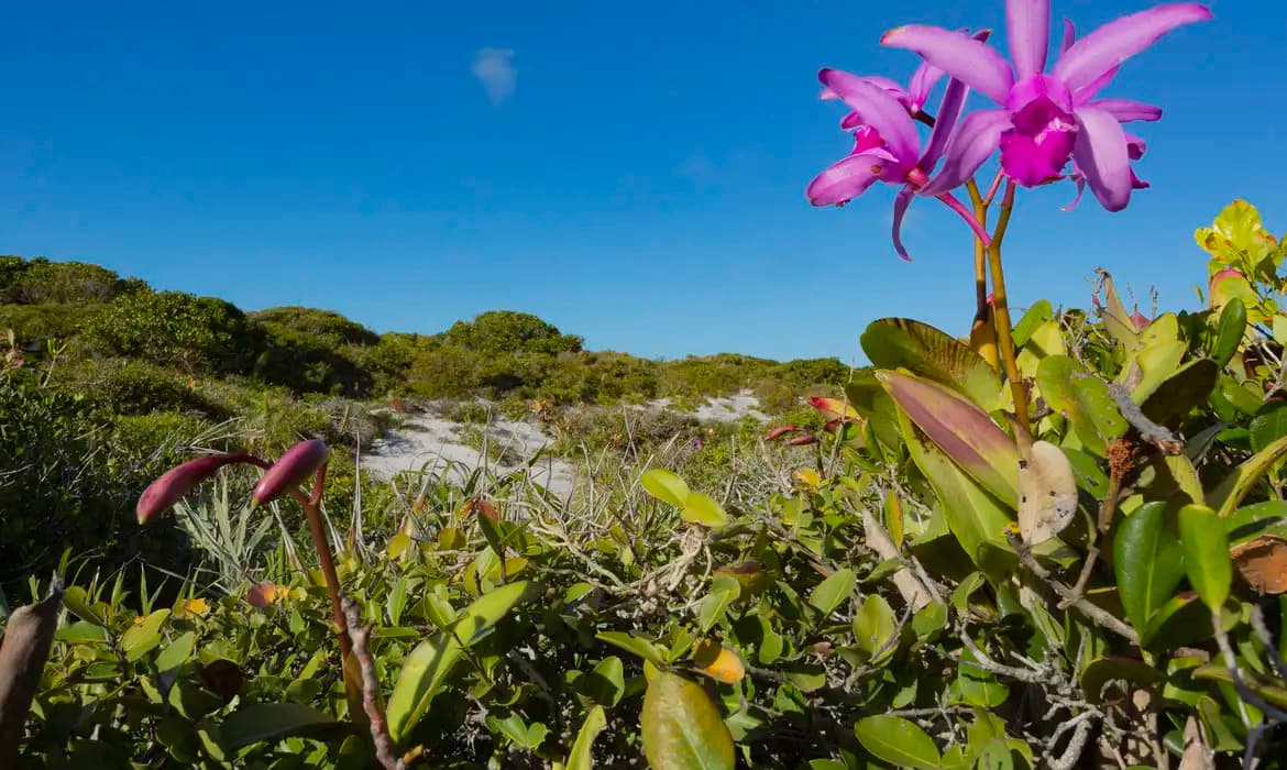 Inpe confirma redução do desmatamento nos principais biomas do país
