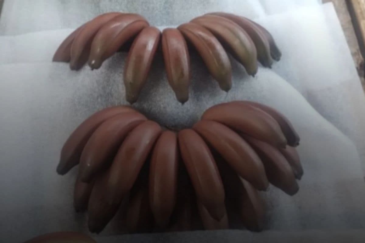 Conheça a banana que parece exótica, mas é cultivada no Brasil