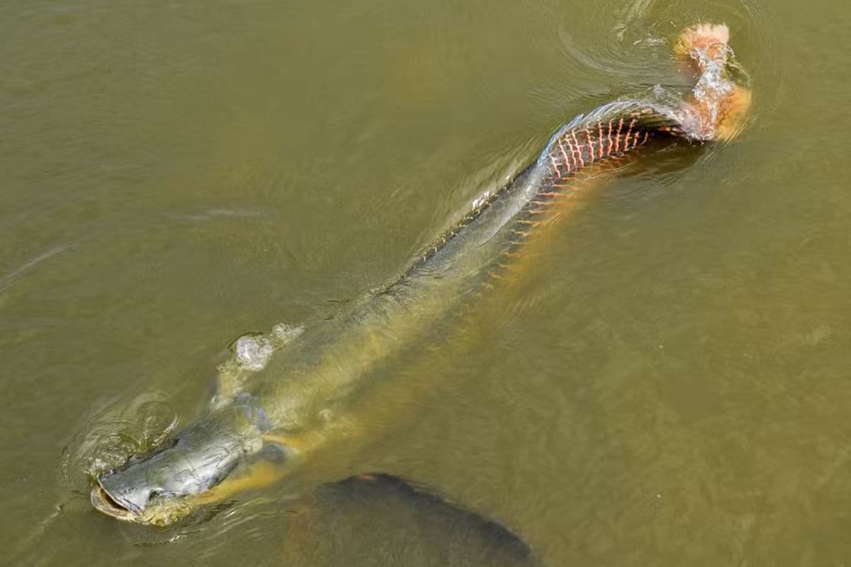 Pirarucus viram problema para Lula na Granja do Torto