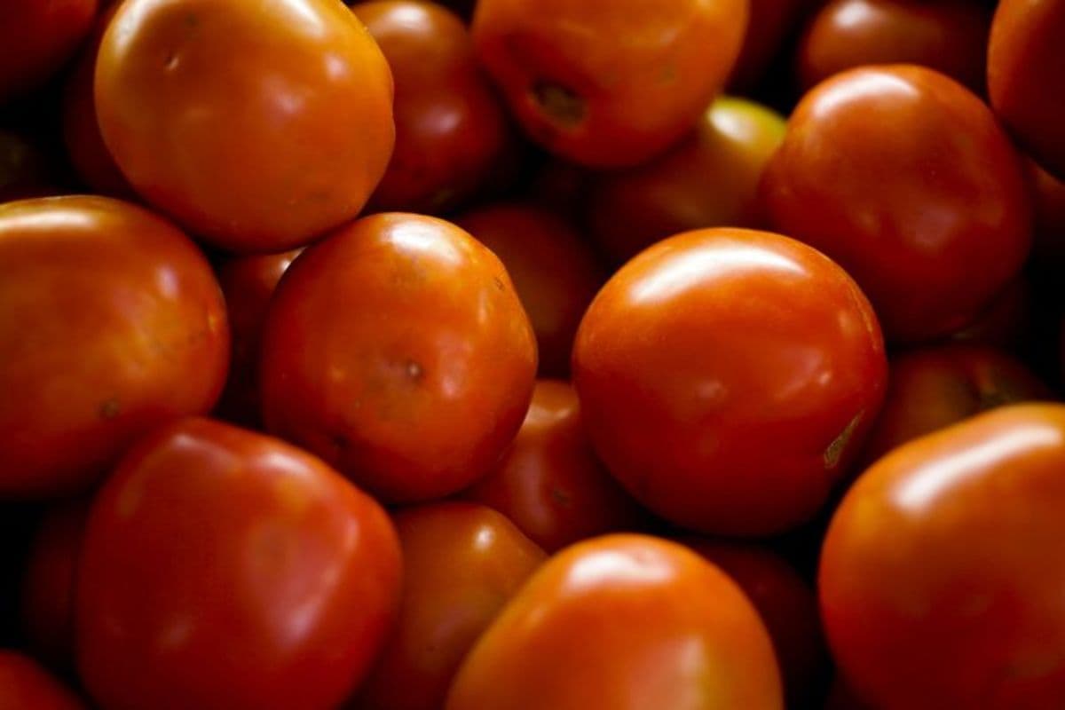 Produção de tomate bate recorde no Brasil, mas clima pode aumentar preço em 2026