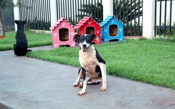 Abandonado? Não! O segredo das leis que transforma cães de rua em ‘pets do bairro’ em Manaus