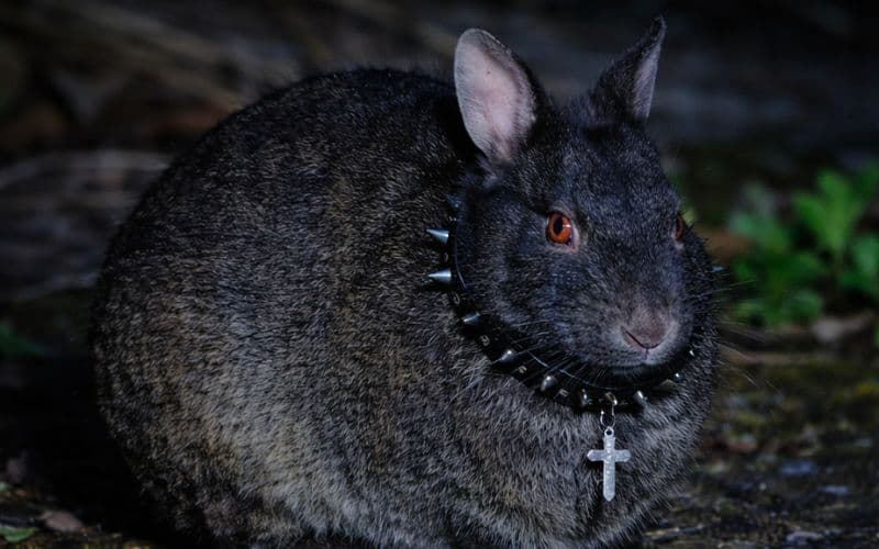 Conheça o ‘coelho gótico’: a criatura ancestral que parece um texugo e vive no Japão