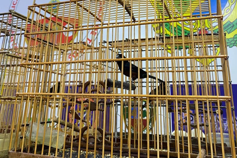 Aves em gaiolas poderão ser proibidas no Amazonas em proposta no Código de Bem-Estar Animal