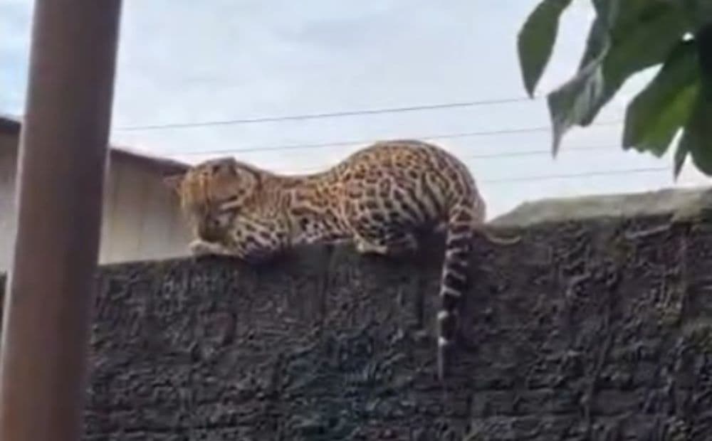 Jaguatirica é flagrada descansando em muro de casa no Amazonas