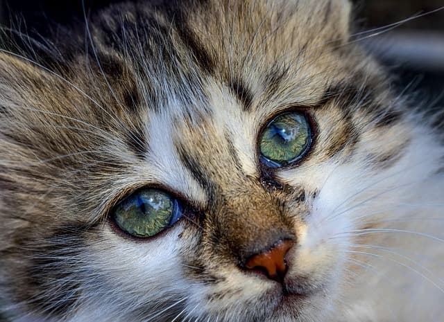 Terceira idade pet: como garantir qualidade de vida a cães e gatos idosos