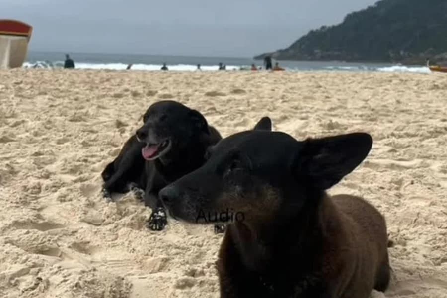 Pretinha, companheira do cão Orelha, morre em SC após dias de internação