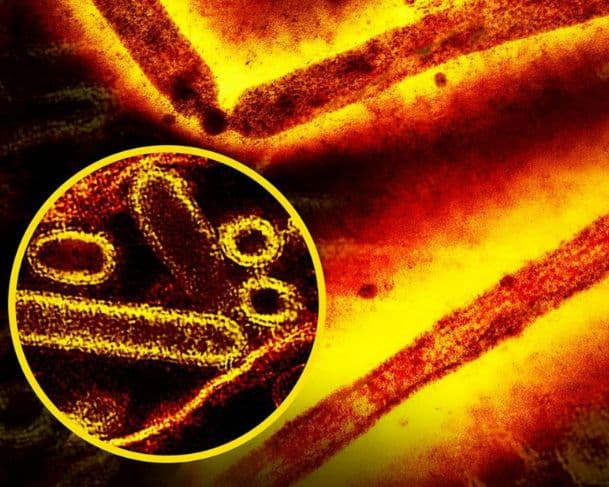 Os três vírus que estão no centro das preocupações para 2026