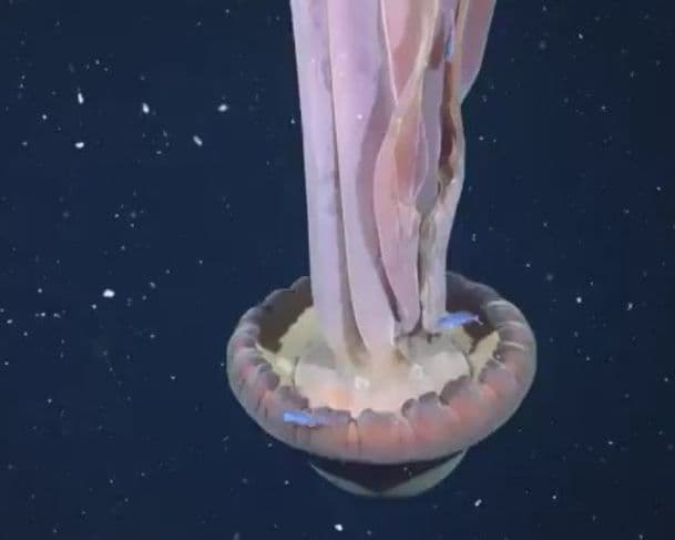 Espécie rara de “agua-viva fantasma gigante” é registrada por cientistas