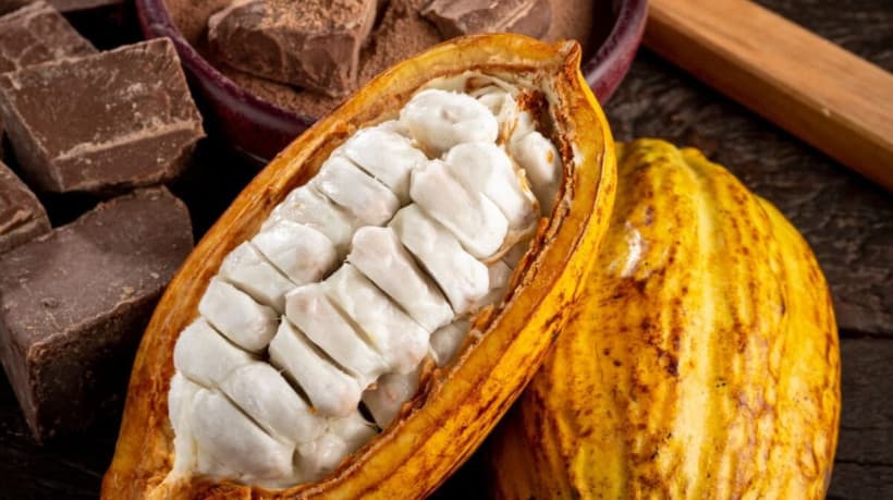 Dia do Cacau: veja história, curiosidades e produtos feitos com a matéria-prima do chocolate