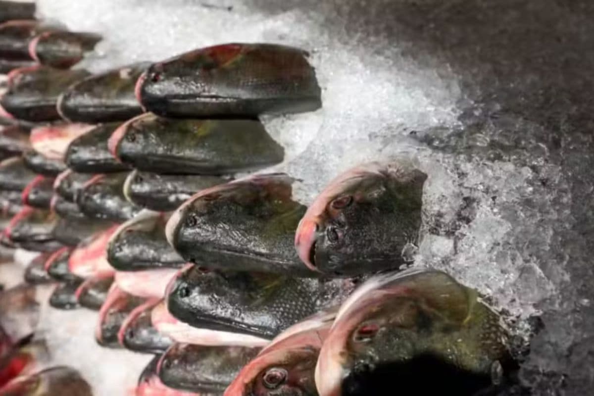 Manaus inicia distribuição de peixe no Cidade de Deus para famílias vulneráveis