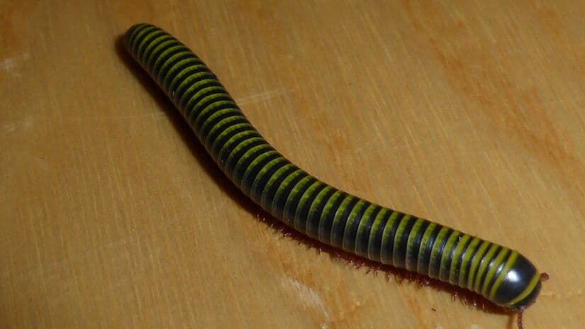 Período de chuvas aumenta aparição de piolhos-de-cobra dentro das casas